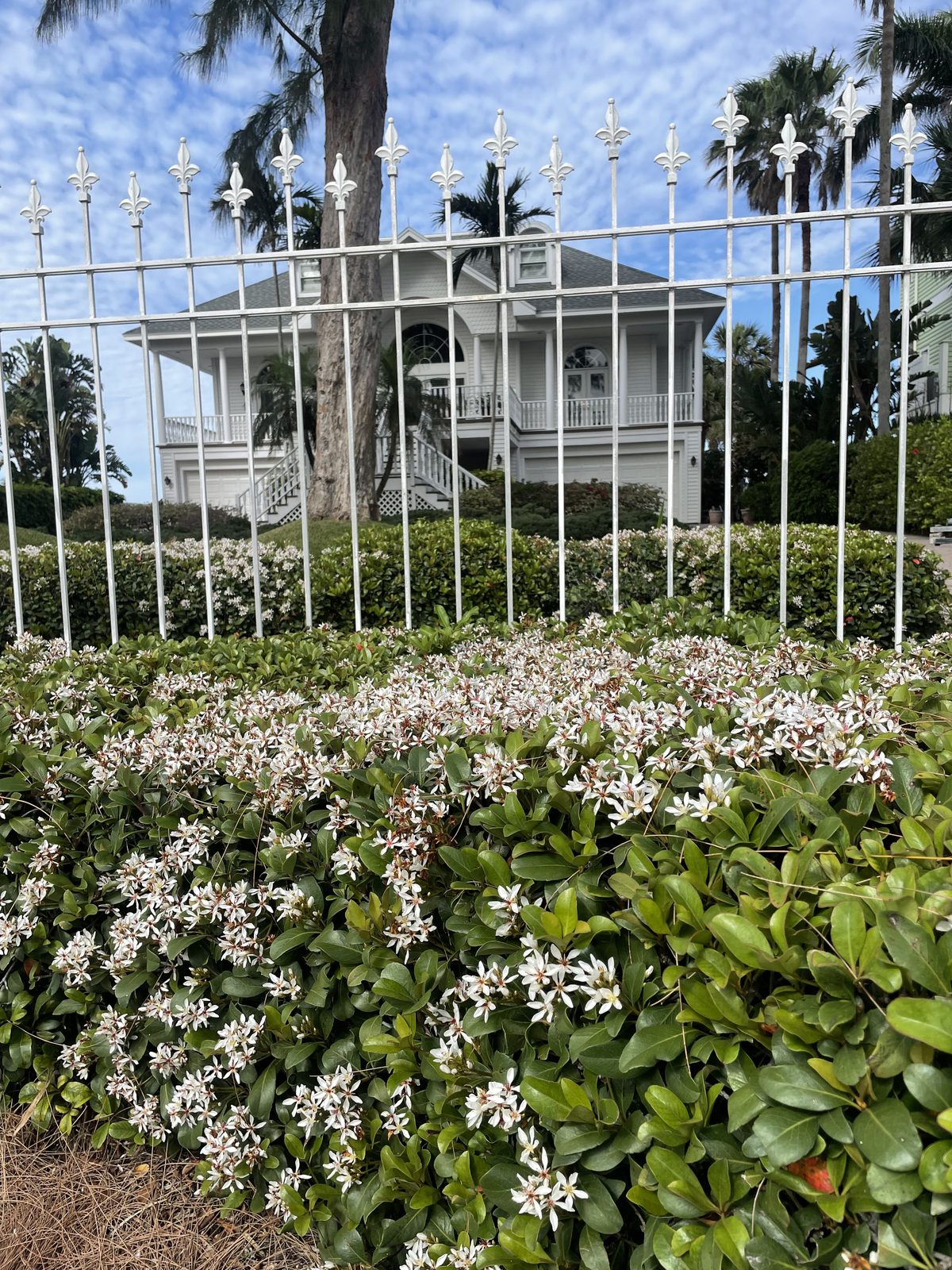 Indian hawthorn hedge along a white estate fence