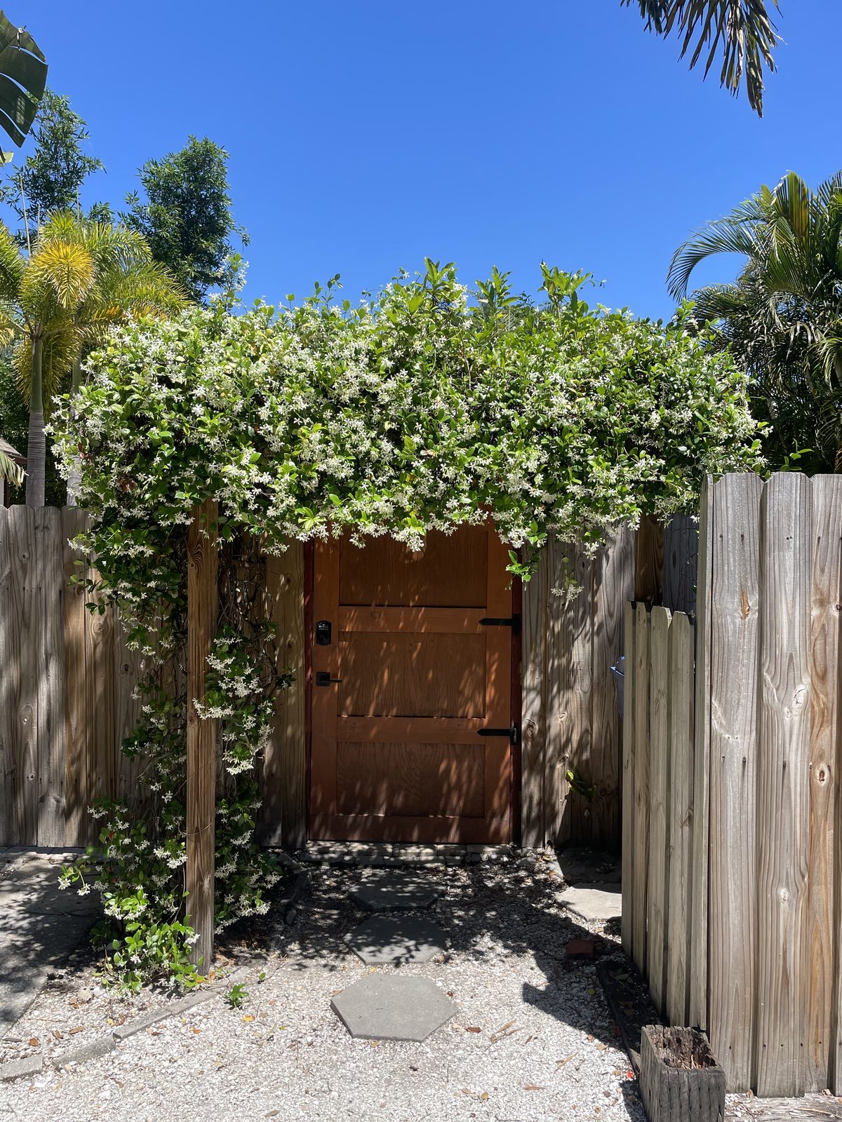 Jasmine framing a wooden garden gate