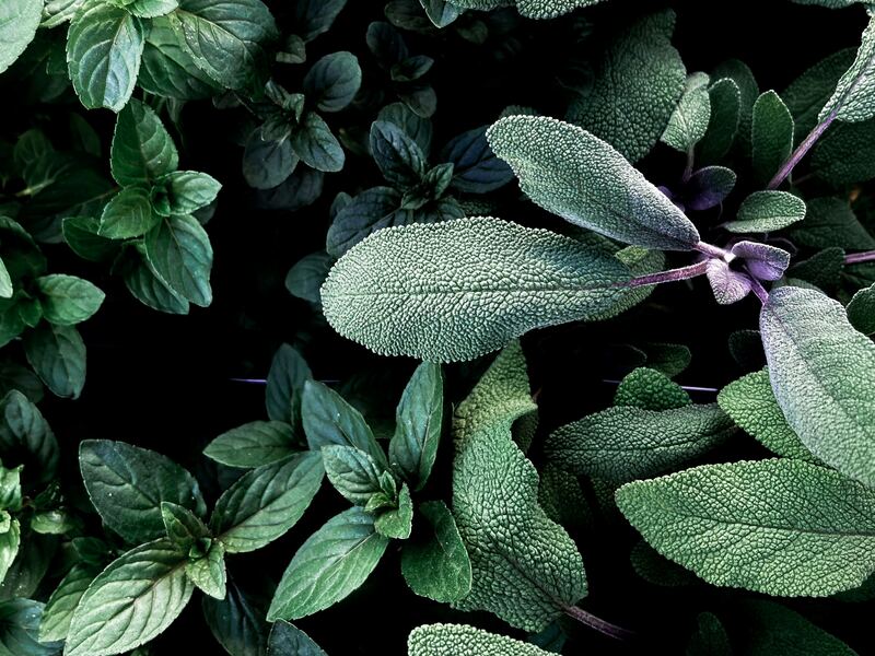 Close-up of mint and sage leaves in a fragrant herb bed