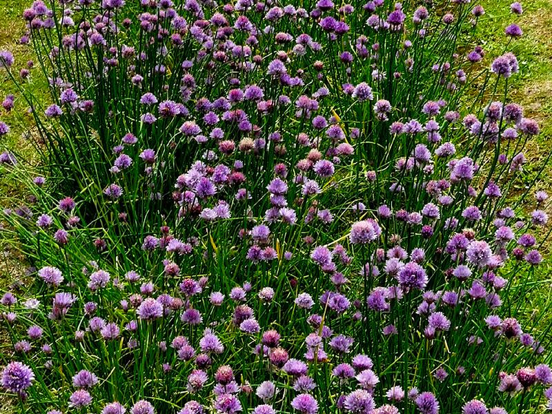 Blooming purple chives in an herb garden bed