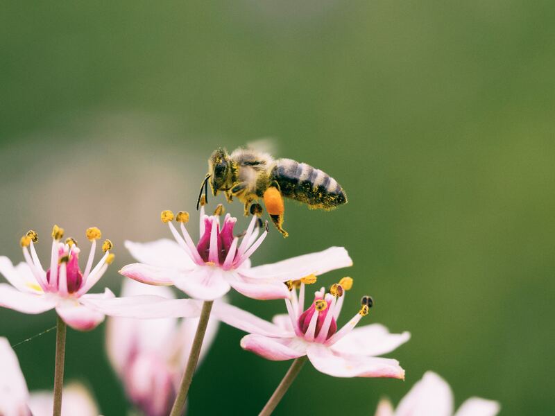Honeybee foraging on a garden flower