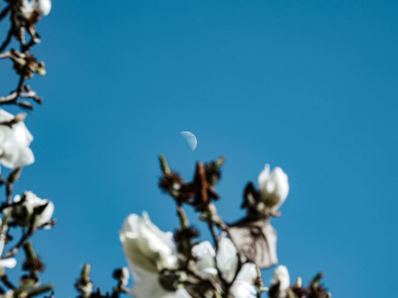 White magnolia blossoms against a night sky with a crescent moon