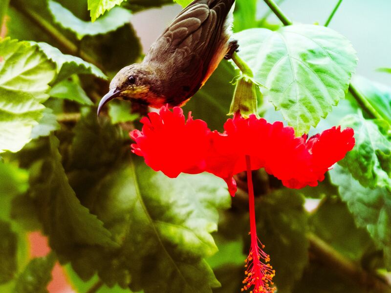 Sunbird perched on a red hibiscus flower