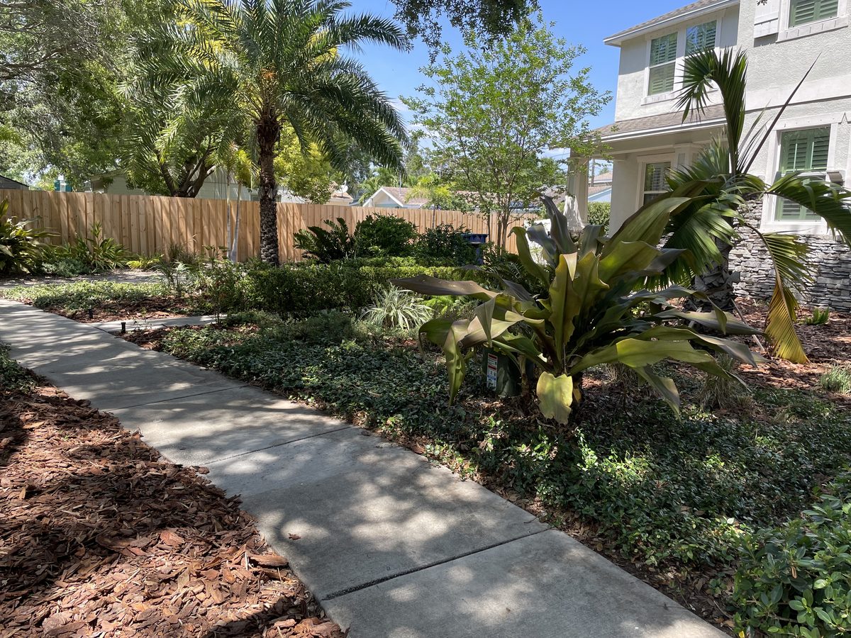 Garden beds and a sidewalk under palms beside a white stucco home