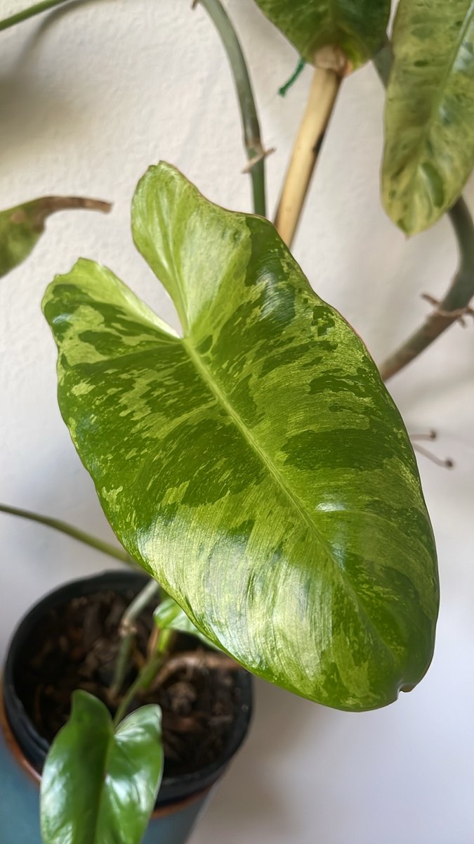 Variegated green leaf in natural light