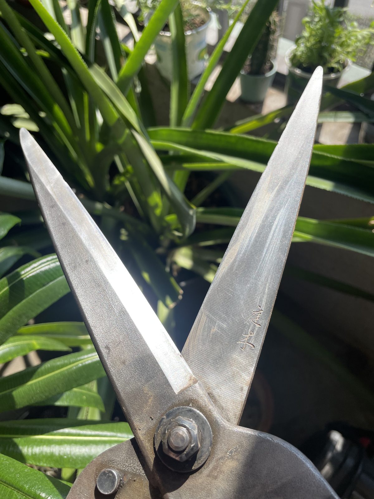 Clean landscape shears held in front of tropical foliage during a plant-health inspection