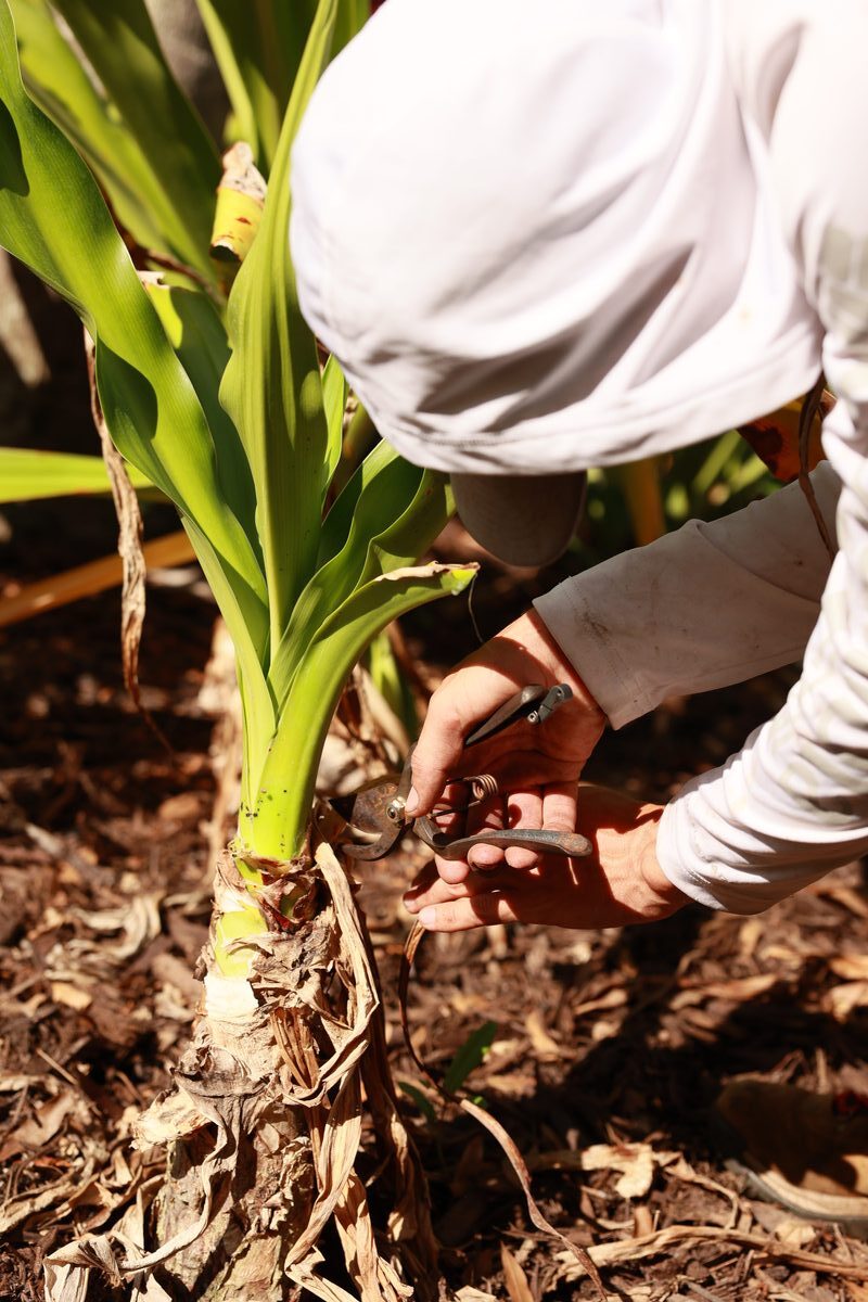 TLC gardener hand-pruning a tropical plant in direct Florida sun